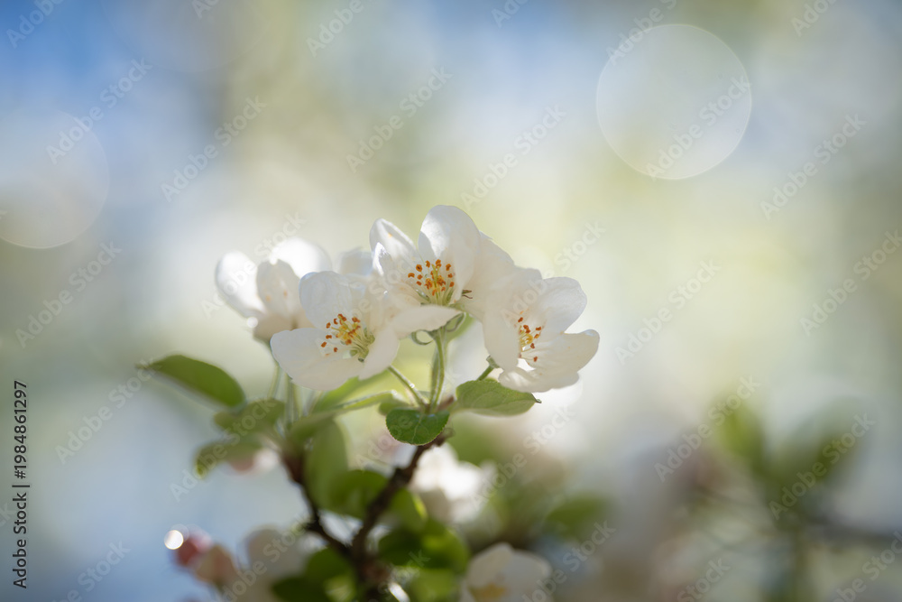 Naklejka premium White flowers of an apple tree in spring on a blurred background.