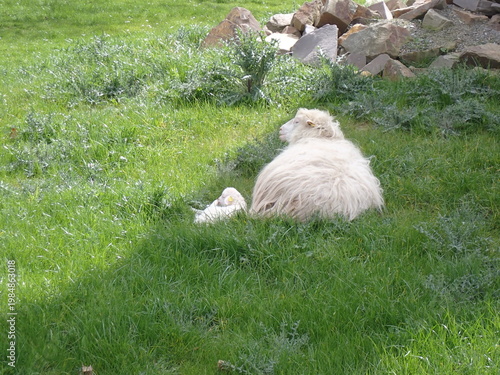 sheep with lamb in grass