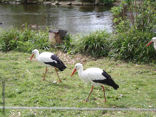 white storks by water