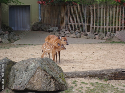 kudu antelopes