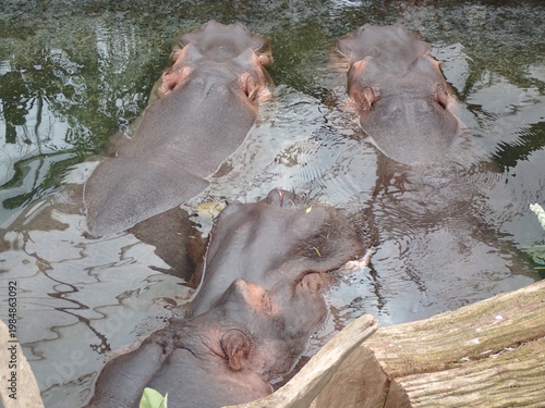 close up of hippo in water