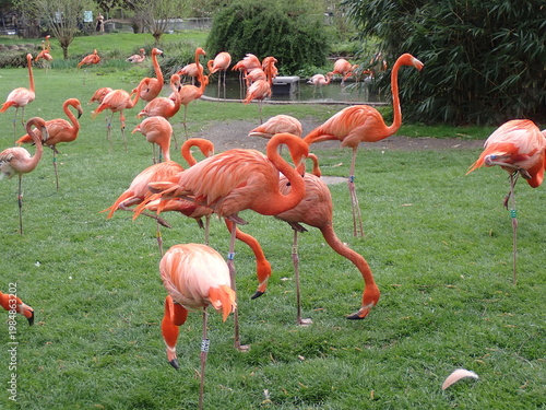 Flamingo birds grazing