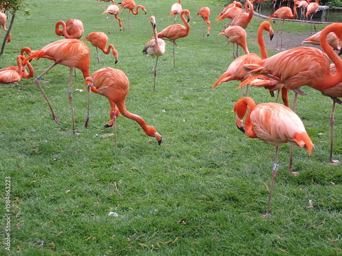 Flamingo birds grazing