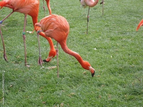 Flamingo birds grazing