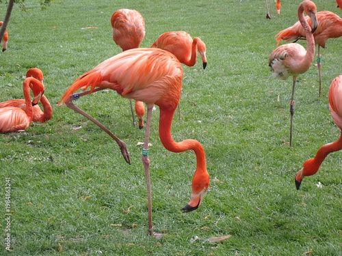 Flamingo birds grazing