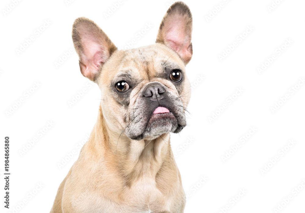 Obraz premium Funny fawn French bulldog, closeup, isolated on white background
