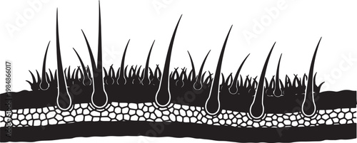 Cross Section of Soil with Grass Roots Isolated on White