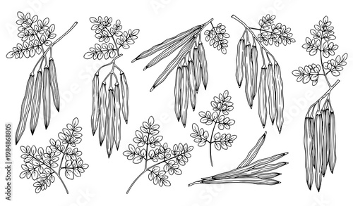 Creative moringa collection hanging Sajna drumstick pods botanical black and white vector illustration set isolated on white background