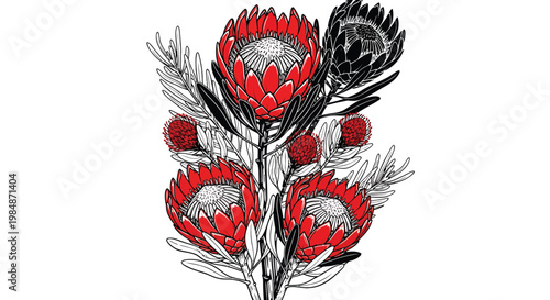 Botanical illustration, red and black flowers, floral design elements, vector graphics