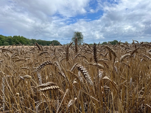 wheat field in the summer