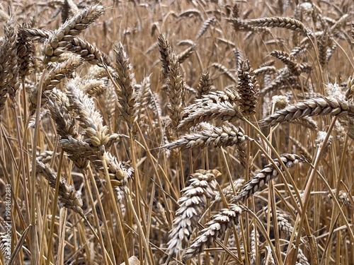 ears of wheat