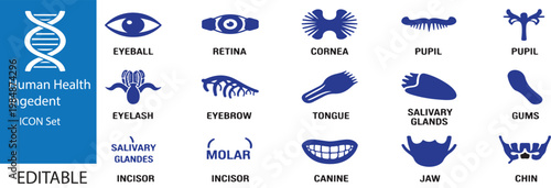  Human health ingedent,pupil,gums,jaw,chin,teeth on white background 