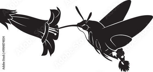 Hummingbirds Fighting in Mid Air Silhouette