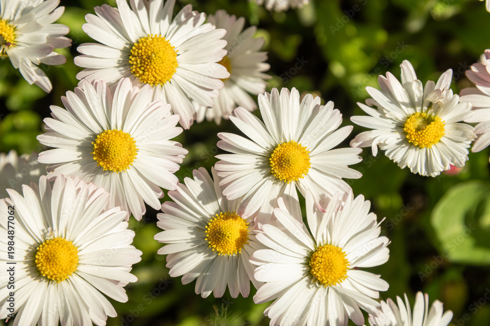 Fototapeta premium Daisy flower pattern background with white petals and yellow center in summer sunlight natural texture