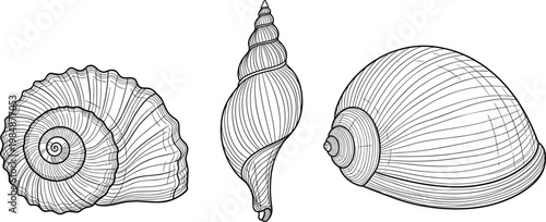 Seashell engraving set with spiral conch shells marine ocean vintage line art hand drawn vector illustration