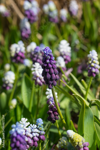 Muscari botryoides: grape hyacinth in close-up