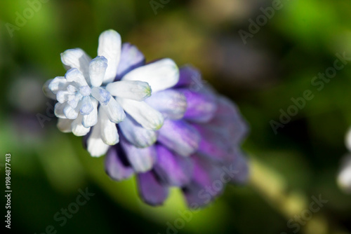 Muscari botryoides: blue bells close-up