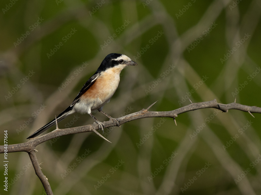 Obraz premium Masked shrike perched on acacia tree at Jasra, Bahrain
