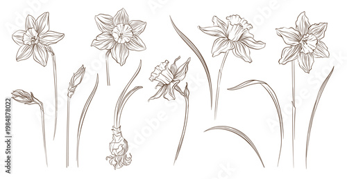 Daffodil botanical set in vintage sketch style. Hand drawn vector illustration of narcissus flowers, buds, leaves and bulb isolated on white background for design, prints, decoration.