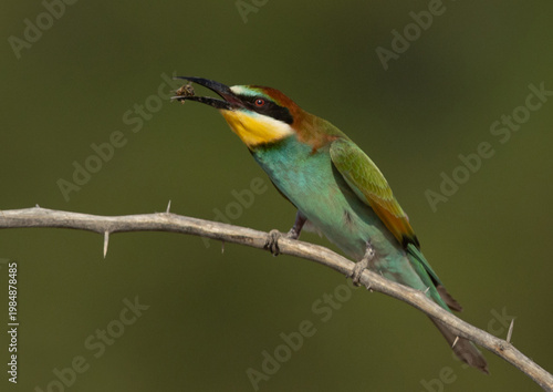 European bee-eater with a bee catch, Bahrain