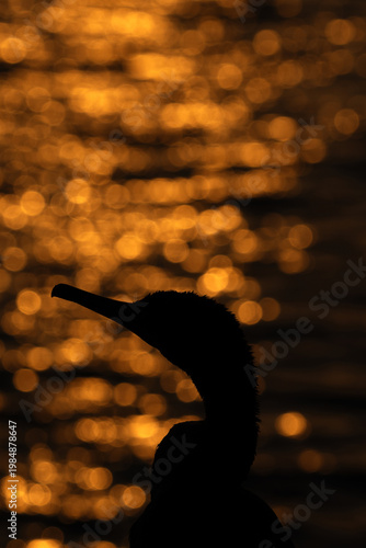 Silhouette of Socotra cormorant and bokeh of light during sunrise, Bahrain