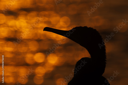 Socotra cormorant and bokeh of light in the morning hours, Bahrain