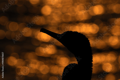 Silhouette of Socotra cormorant and bokeh of light during sunrise, Bahrain
