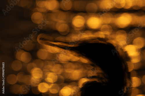 Intentional blur of Socotra cormorant and bokeh of light during sunrise, Bahrain