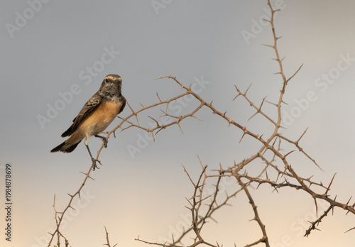 Pied wheatear perched on acacia tree Bahrain