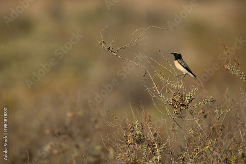 Pied wheatear perched on bush at Hamala, Bahrain