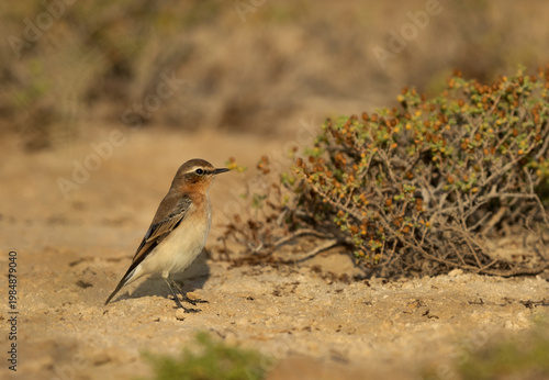 Portrait of a Northern Wheatear, Bahrain
