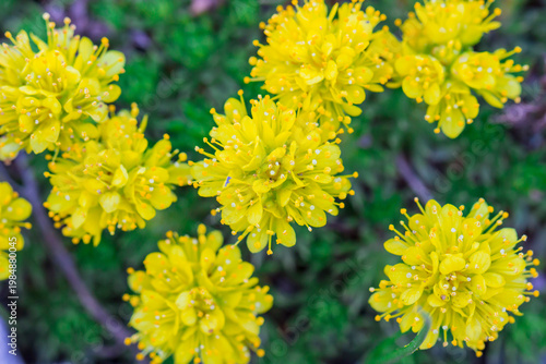 Saxifraga juniperifolia: alpine beauty in close‑up