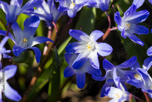 Scilla blooms: delicate blue stars close‑up