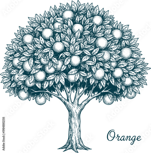Orange tree bearing ripe fruit in stylized sketch drawing with decorative text.
