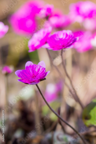 Red Rubra Plena: frontal perspective shot