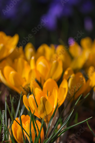 Golden crocus beauty in early spring, macro view