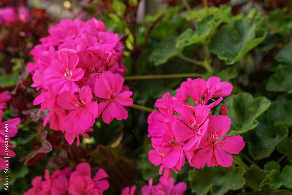 Obraz premium Sun shines on vibrant pink Pelargonium or Geranium flowers, closeup detail