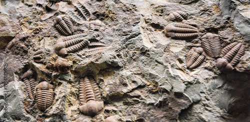 Trilobite fossils in the rocks, closeup detail