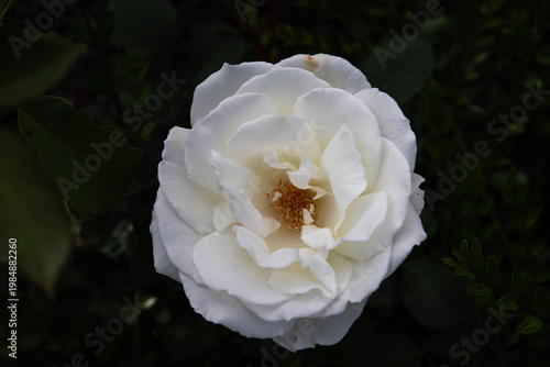 Photos superb white roses that adorn the botanical garden in Iasi on a sunny day, they