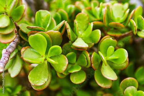 Jade plant leaves and woody stem close-up landscape