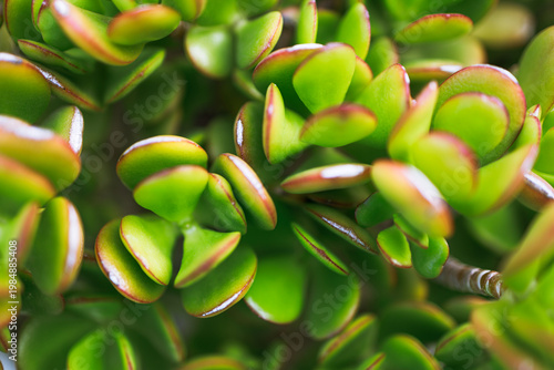 Quadro em tela Jade plant fleshy leaves with red margins extreme close-up texture
