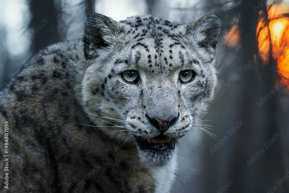 Fototapeta premium Snow leopard (Panthera uncia) detail portrait