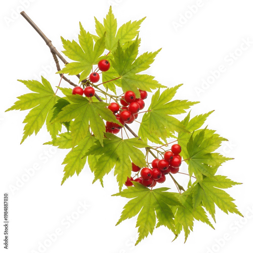 Vibrant red berries and bright green serrated maple leaves on a branch green maple leaves