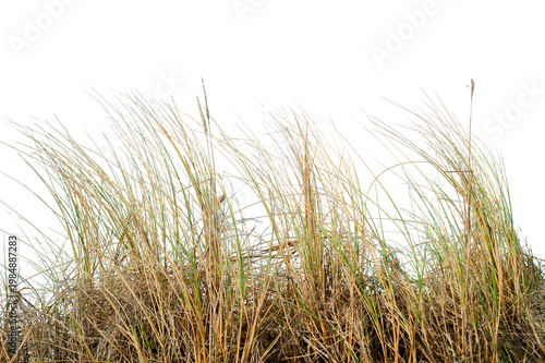 Foto Natural real coastal dune grass growing in sandy environment, isolated on transparent background