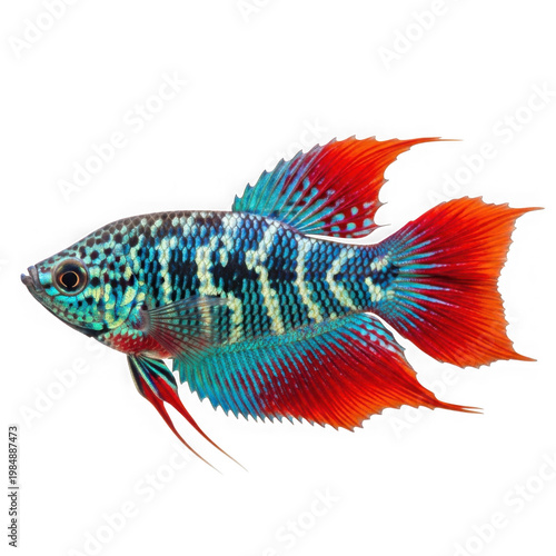 Vibrant tropical fish with bright red and turquoise fins swimming in deep blue ocean marine life