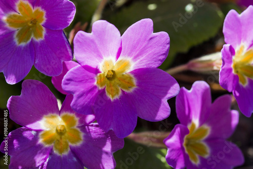 Pink primrose: frontal perspective shot