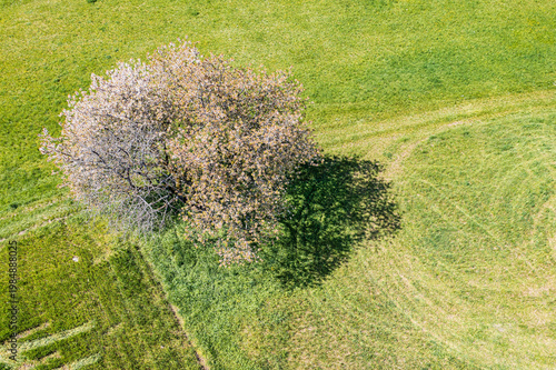 An old cherry tree in full bloom in Franconian Switzerland, seen from a bird's-eye view.