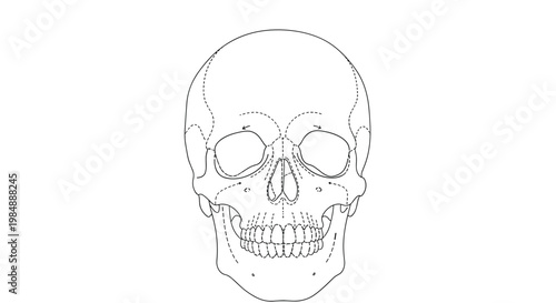 Detailed anatomical line drawing of a human skull viewed from the front providing a clear guide for medical or artistic study.