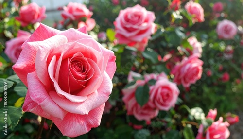 Beautiful Pink Roses Blooming in a Garden on a Sunny Day.