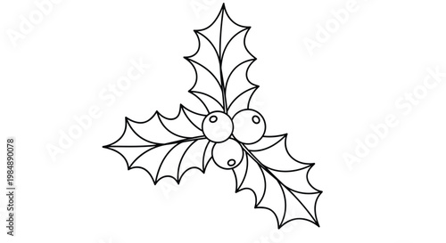 Detailed line art drawing of a branch of holly leaves and berries, designed as a decorative element for Christmas and winter season cards.